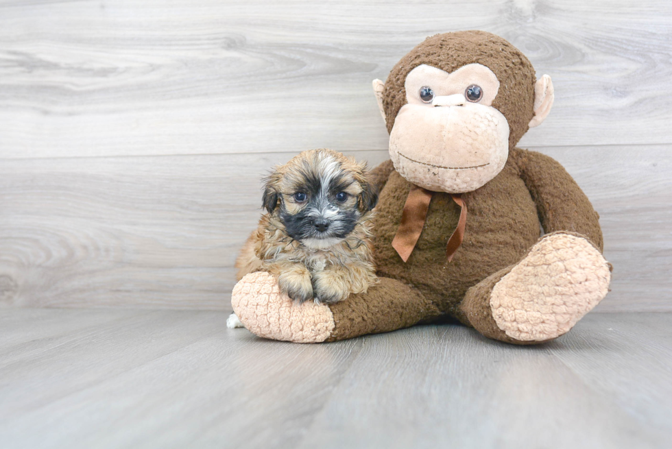 Hypoallergenic Yorkie Designer Puppy