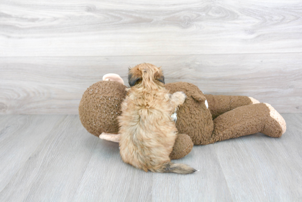 Smart Morkie Designer Pup