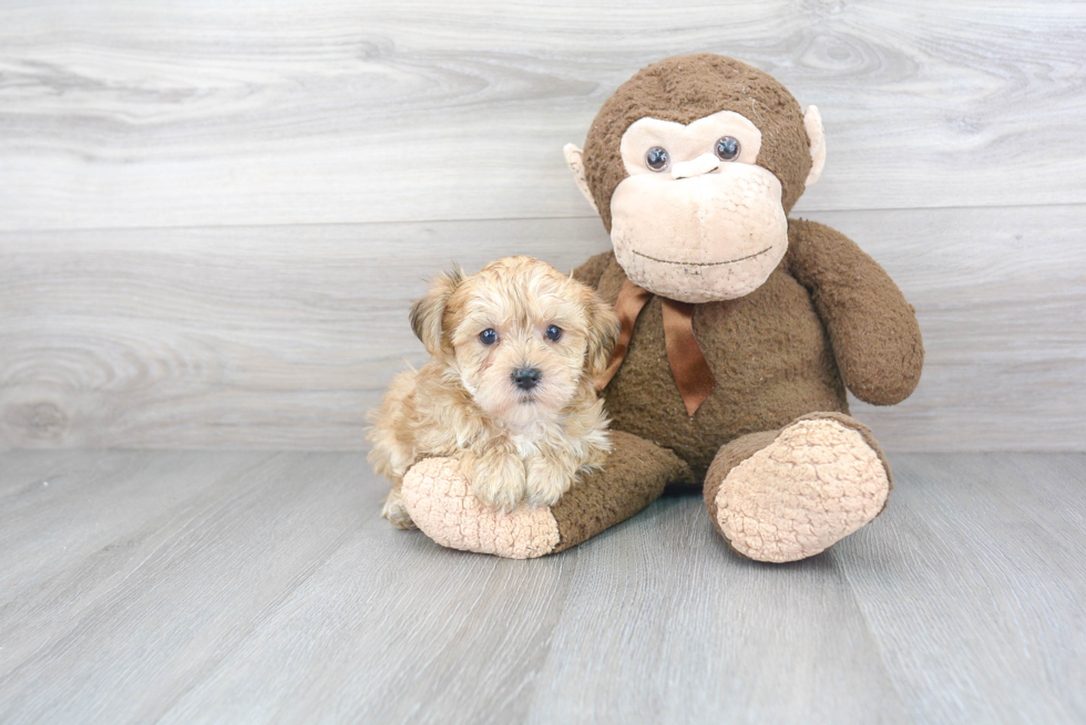 Morkie Puppy for Adoption