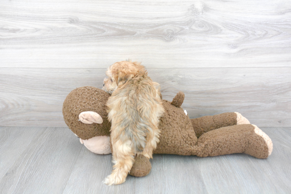 Morkie Pup Being Cute