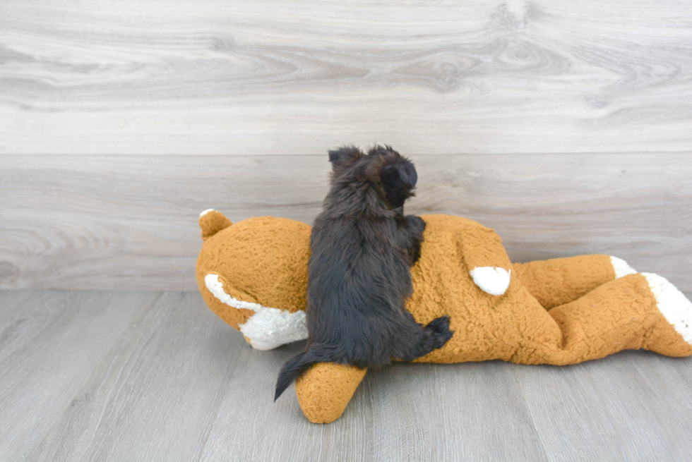 Smart Morkie Designer Pup