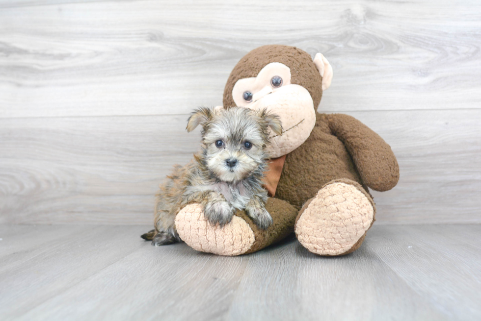 Best Morkie Baby