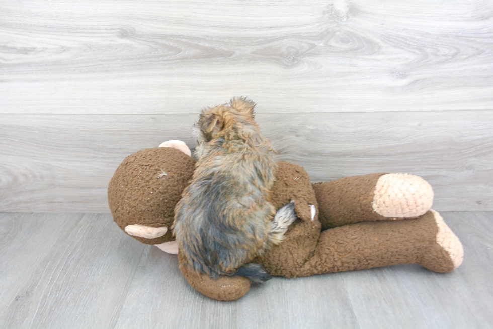 Morkie Pup Being Cute