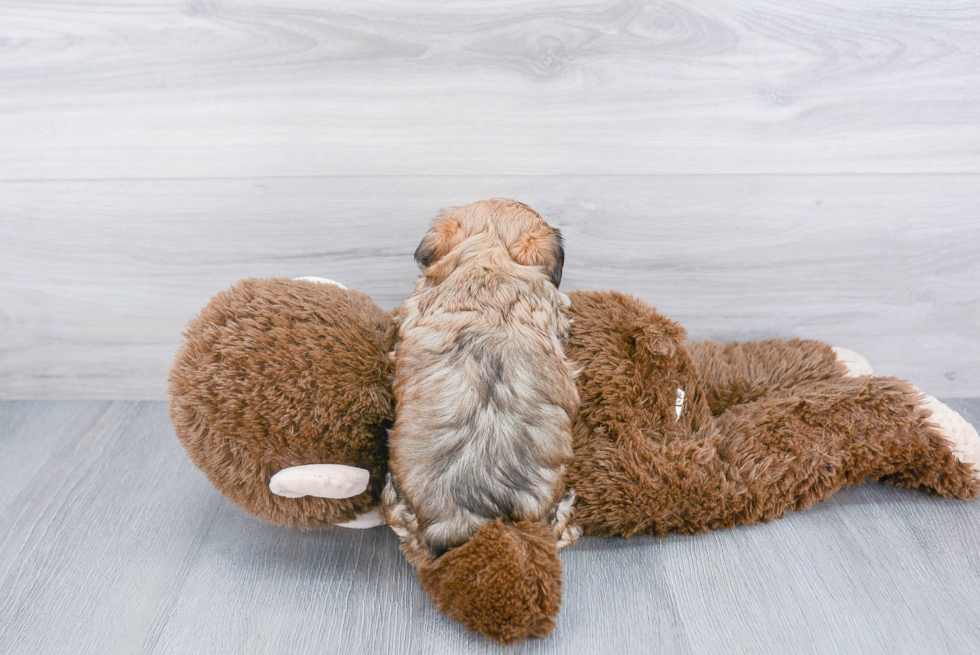 Adorable Yorkie Designer Puppy