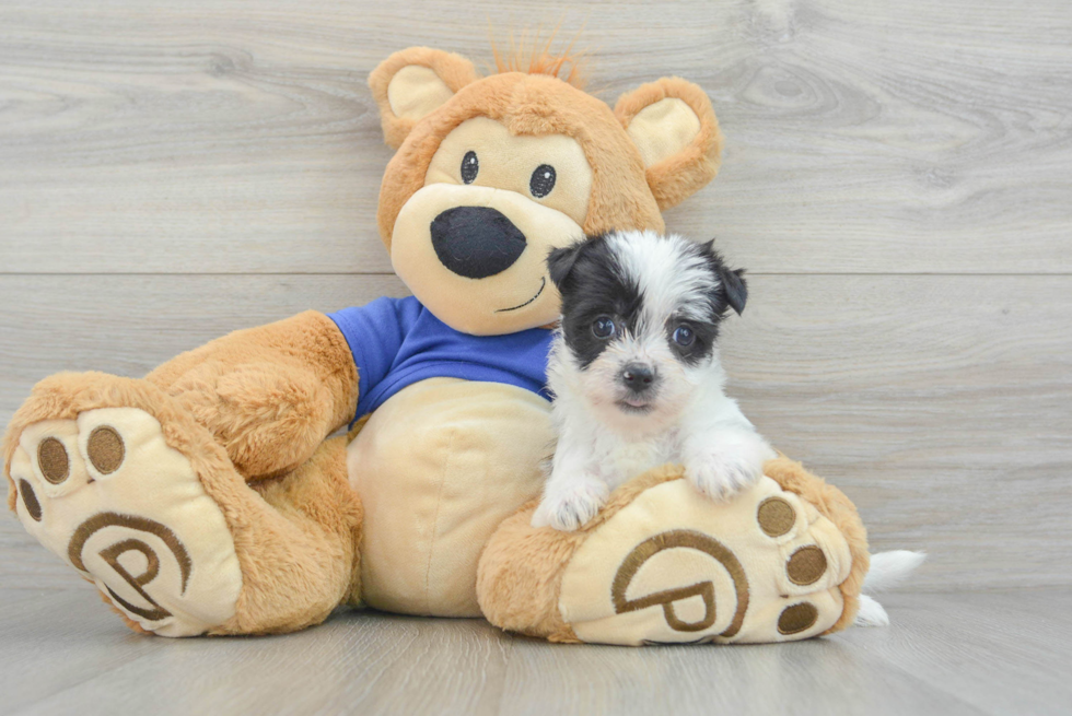 Petite Morkie Designer Pup