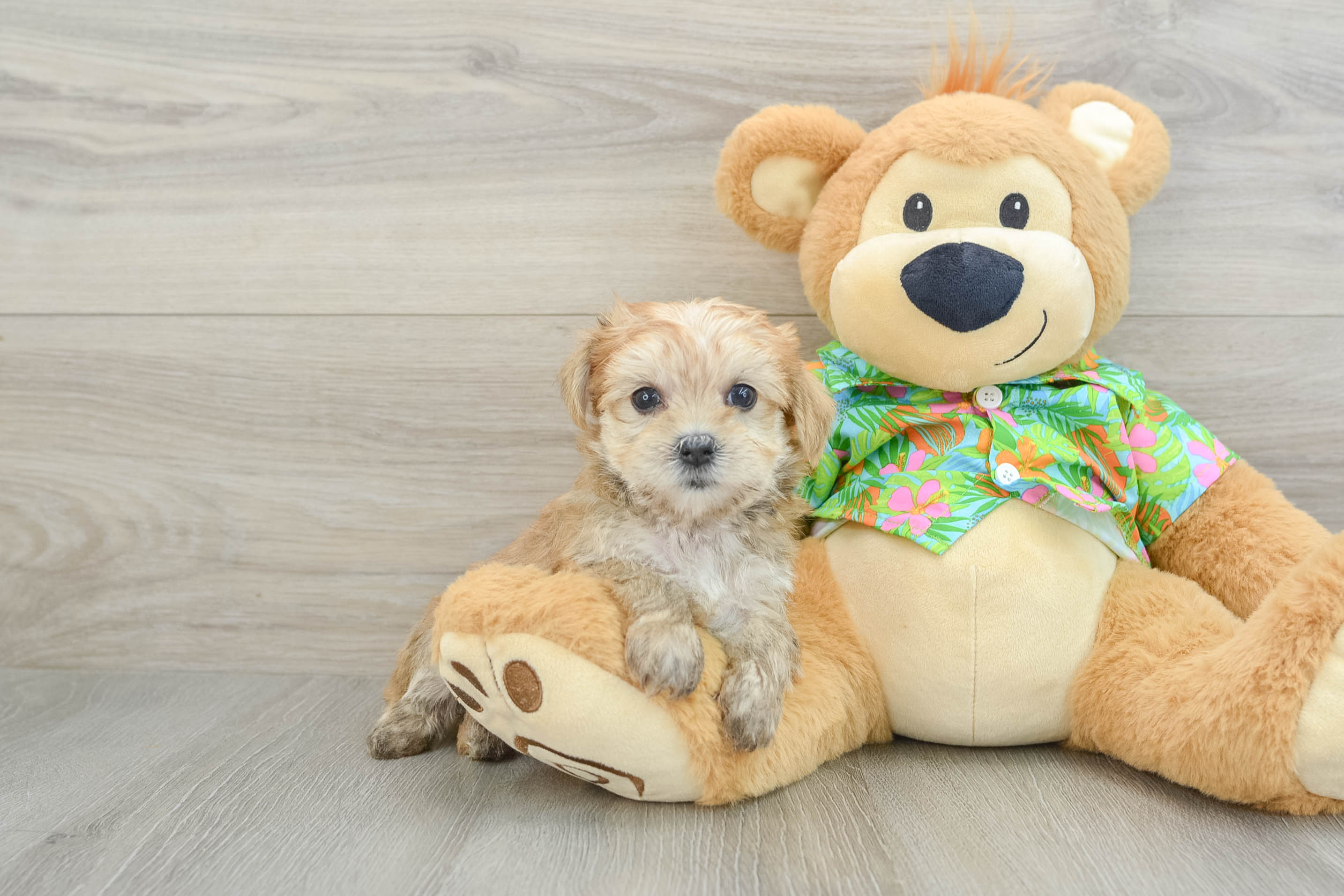 Morkie Puppy for Adoption