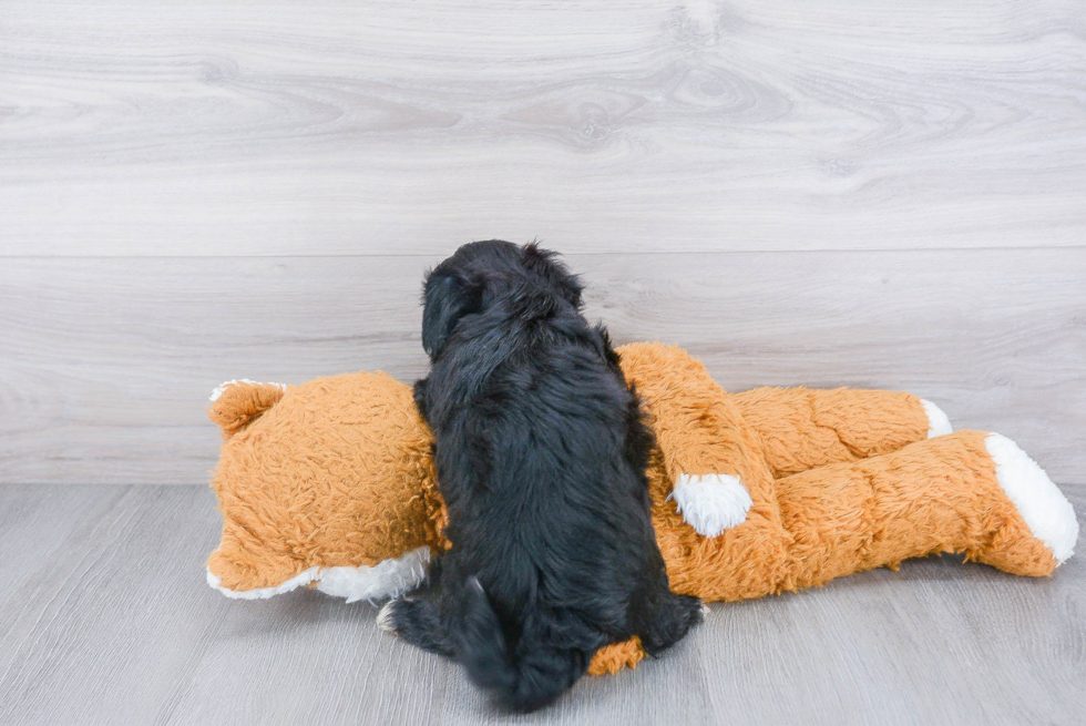 Funny Morkie Designer Pup