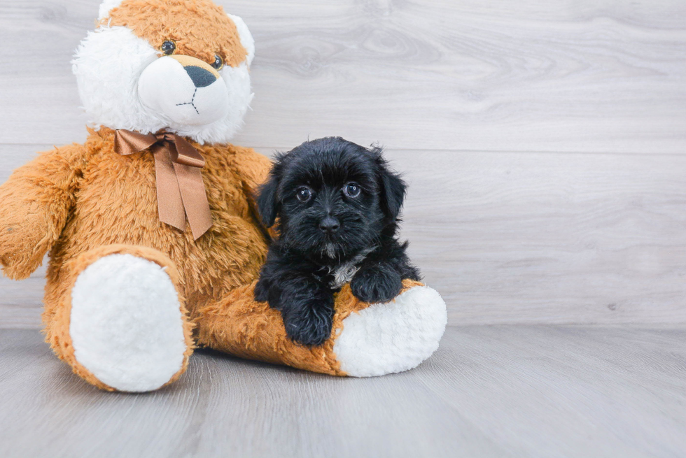 Little Yorkie Designer Puppy