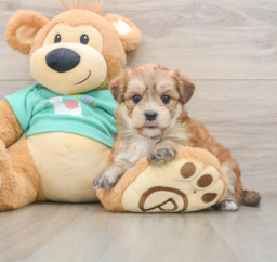7 week old Morkie Puppy For Sale - Premier Pups