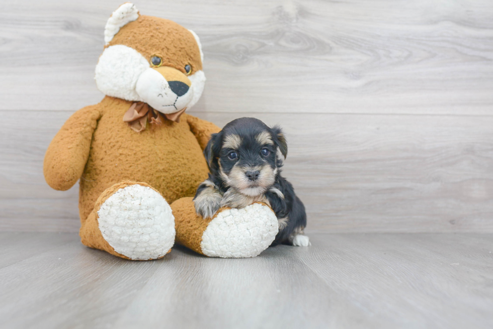 Playful Yorkie Designer Puppy