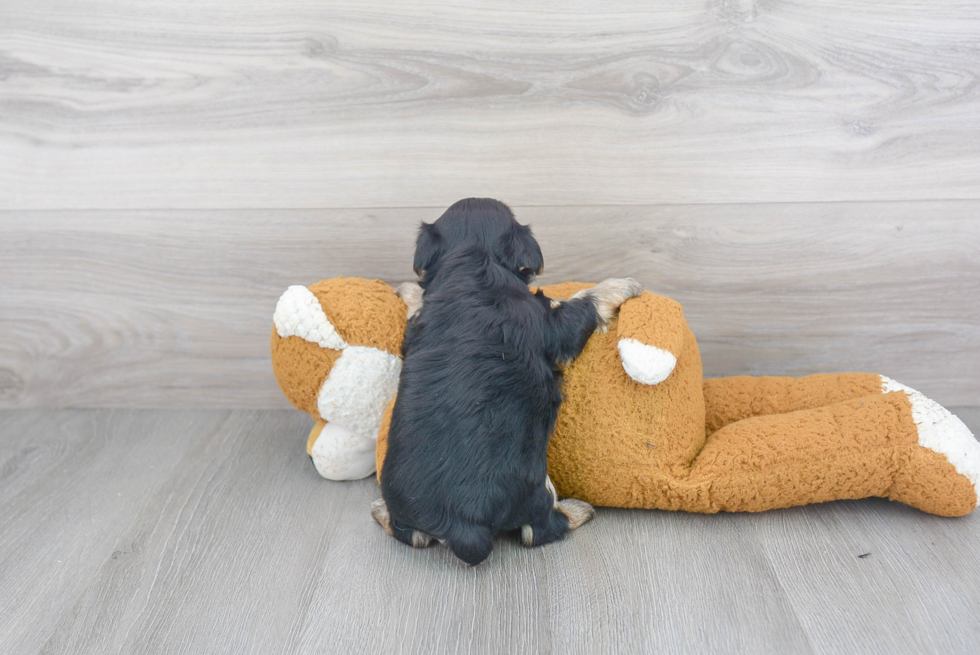 Morkie Pup Being Cute