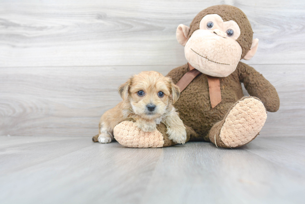 Funny Morkie Designer Pup