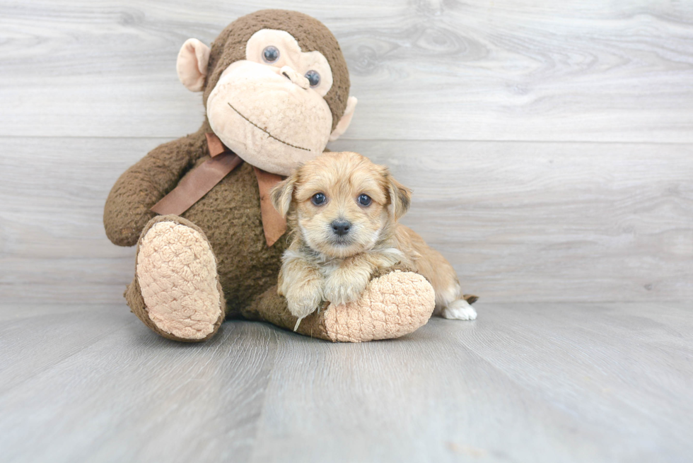 Energetic Yorkie Designer Puppy