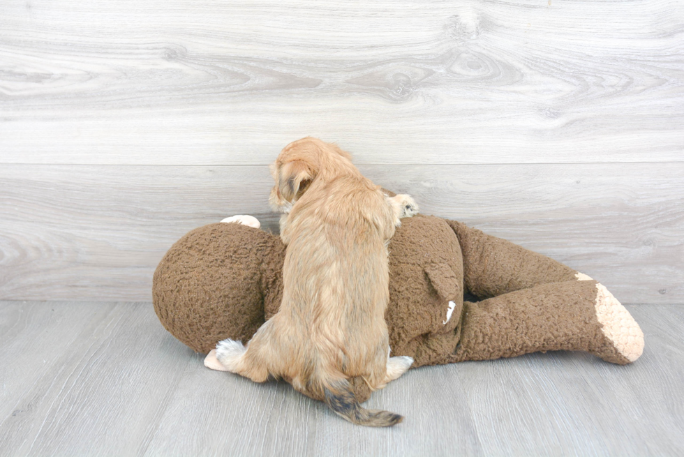 Fluffy Morkie Designer Pup