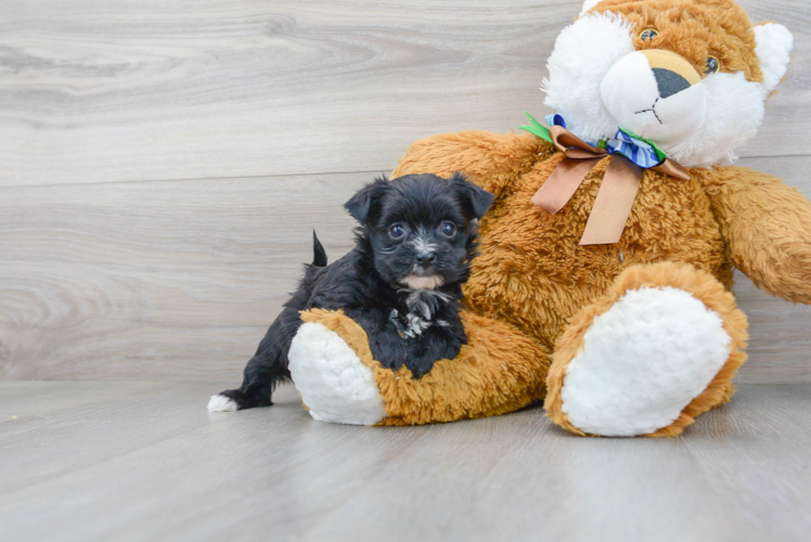 Morkie Puppy for Adoption