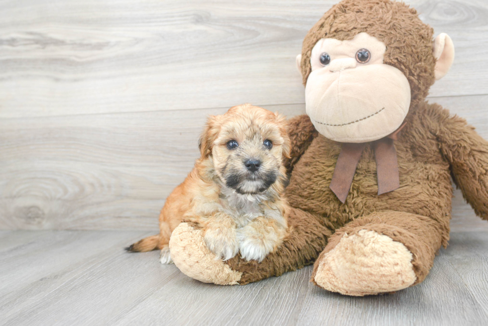 Funny Morkie Designer Pup