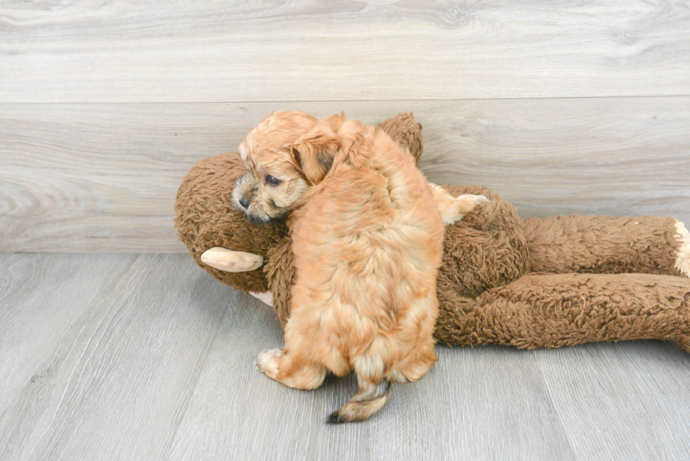 Morkie Puppy for Adoption