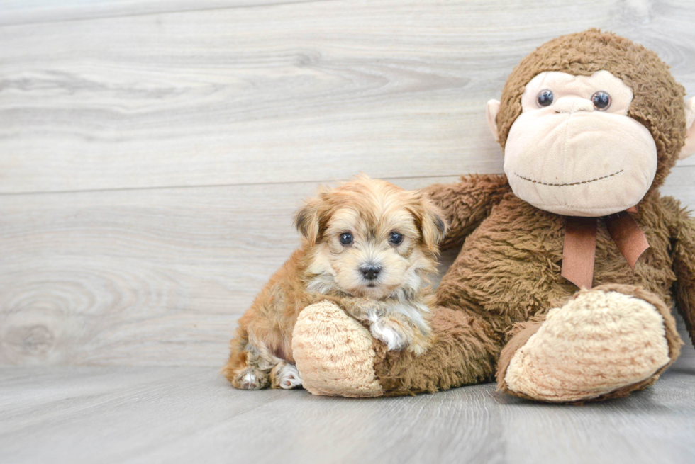 Morkie Pup Being Cute