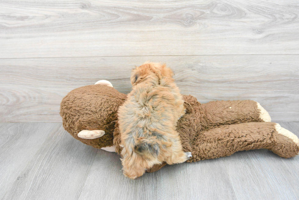 Morkie Pup Being Cute