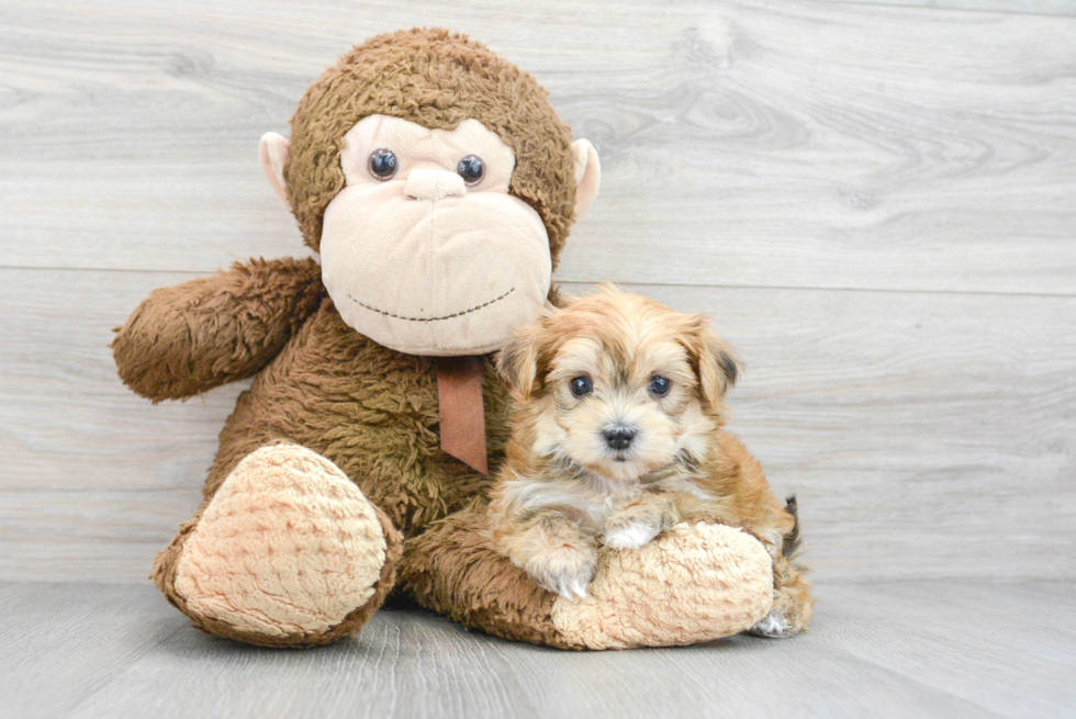 Small Morkie Baby