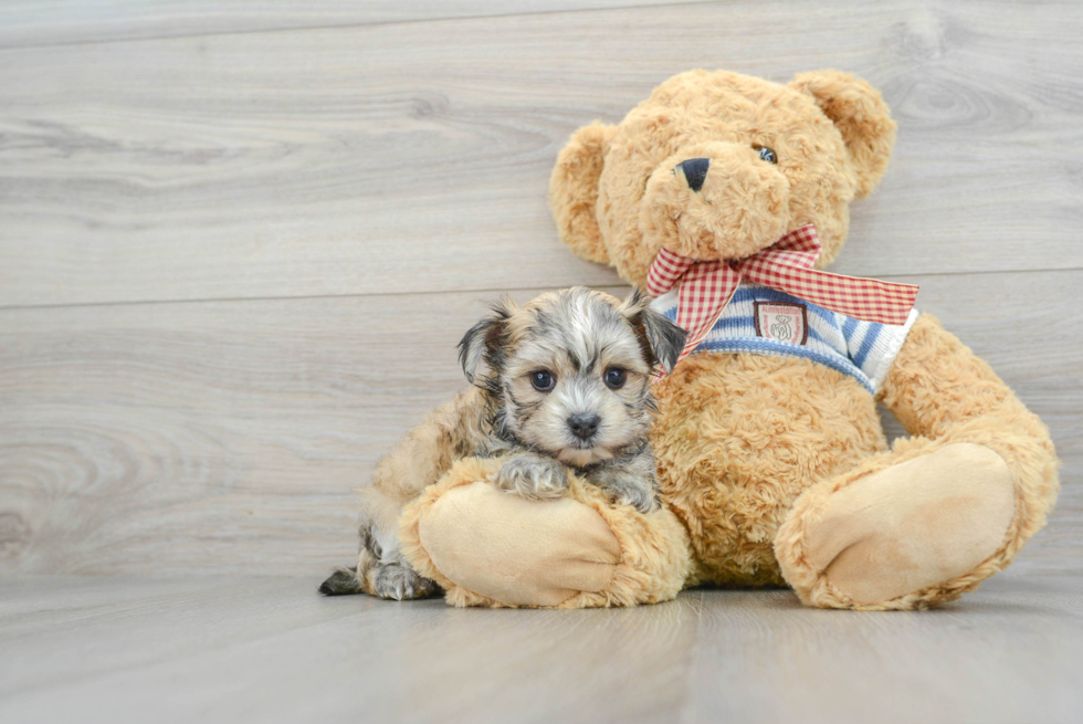 Morkie Puppy for Adoption