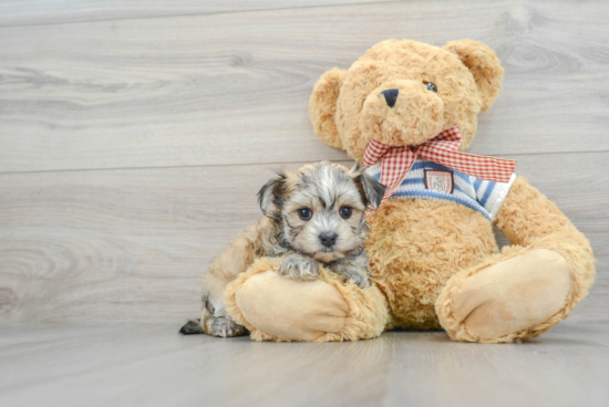 Morkie Puppy for Adoption