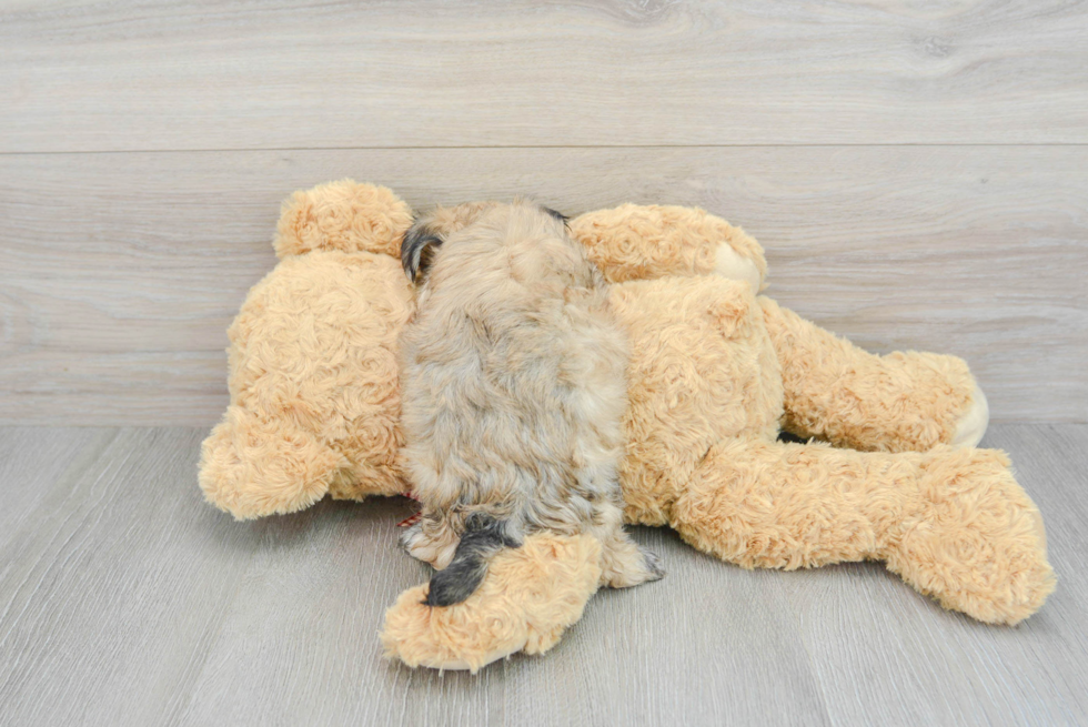 Fluffy Morkie Designer Pup