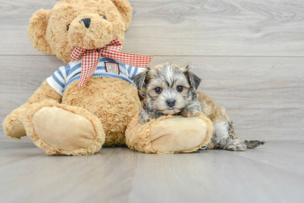 Morkie Pup Being Cute