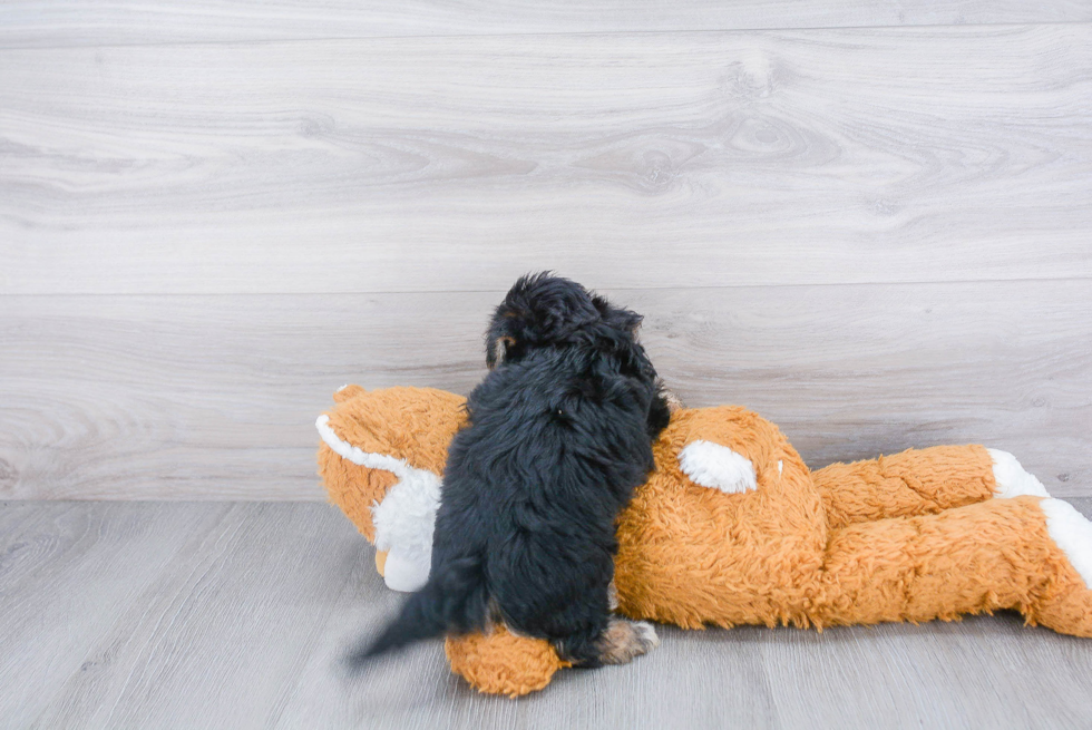 Smart Morkie Designer Pup