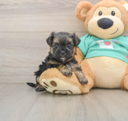 6 week old Morkie Puppy For Sale - Premier Pups
