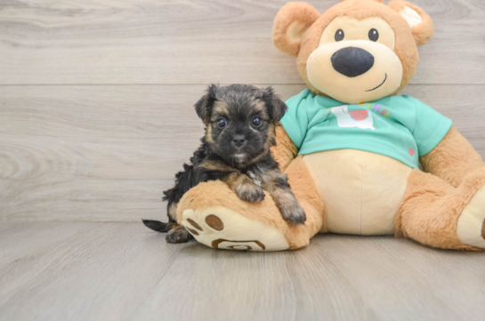Best Morkie Baby