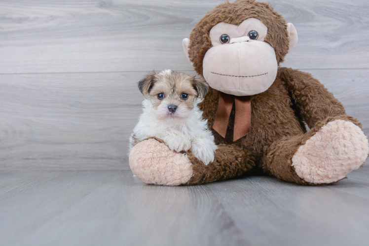 Sweet Morkie Baby