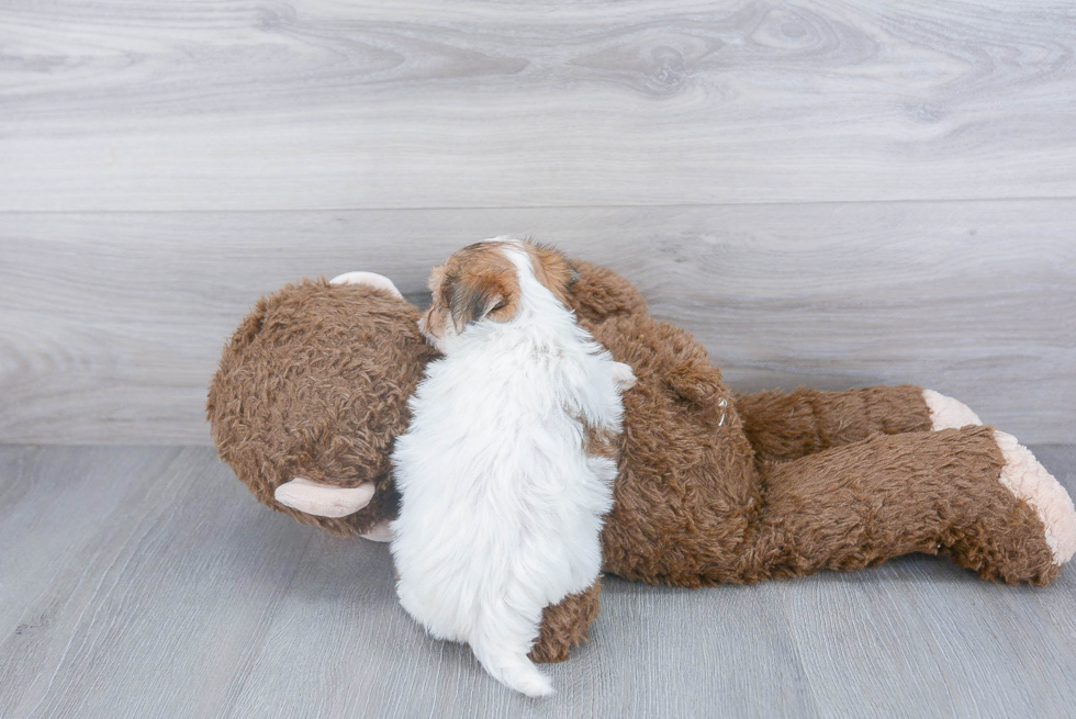 Friendly Morkie Baby