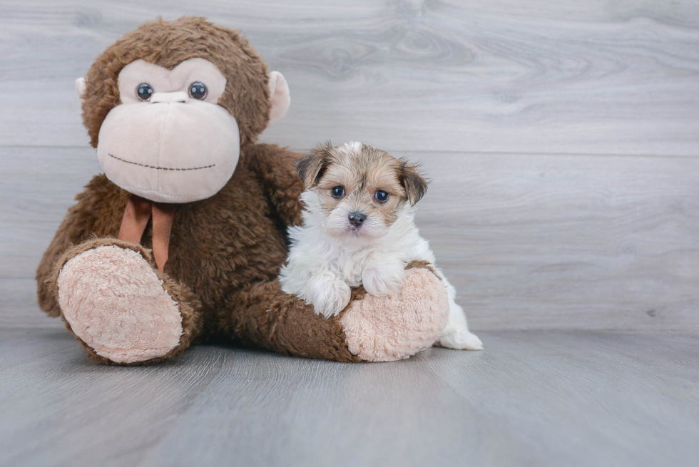 Small Morkie Baby