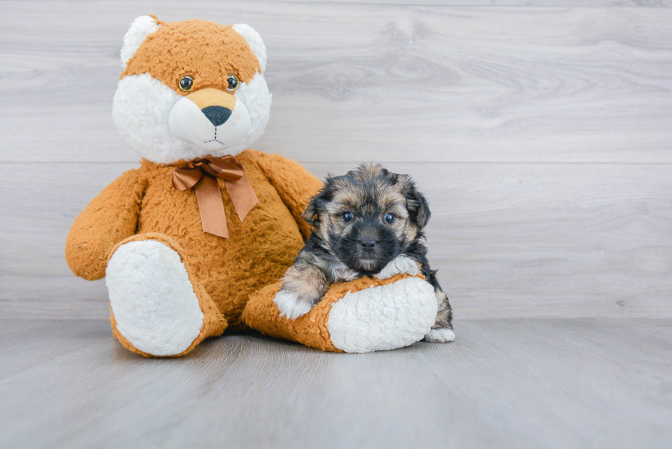 Morkie Puppy for Adoption