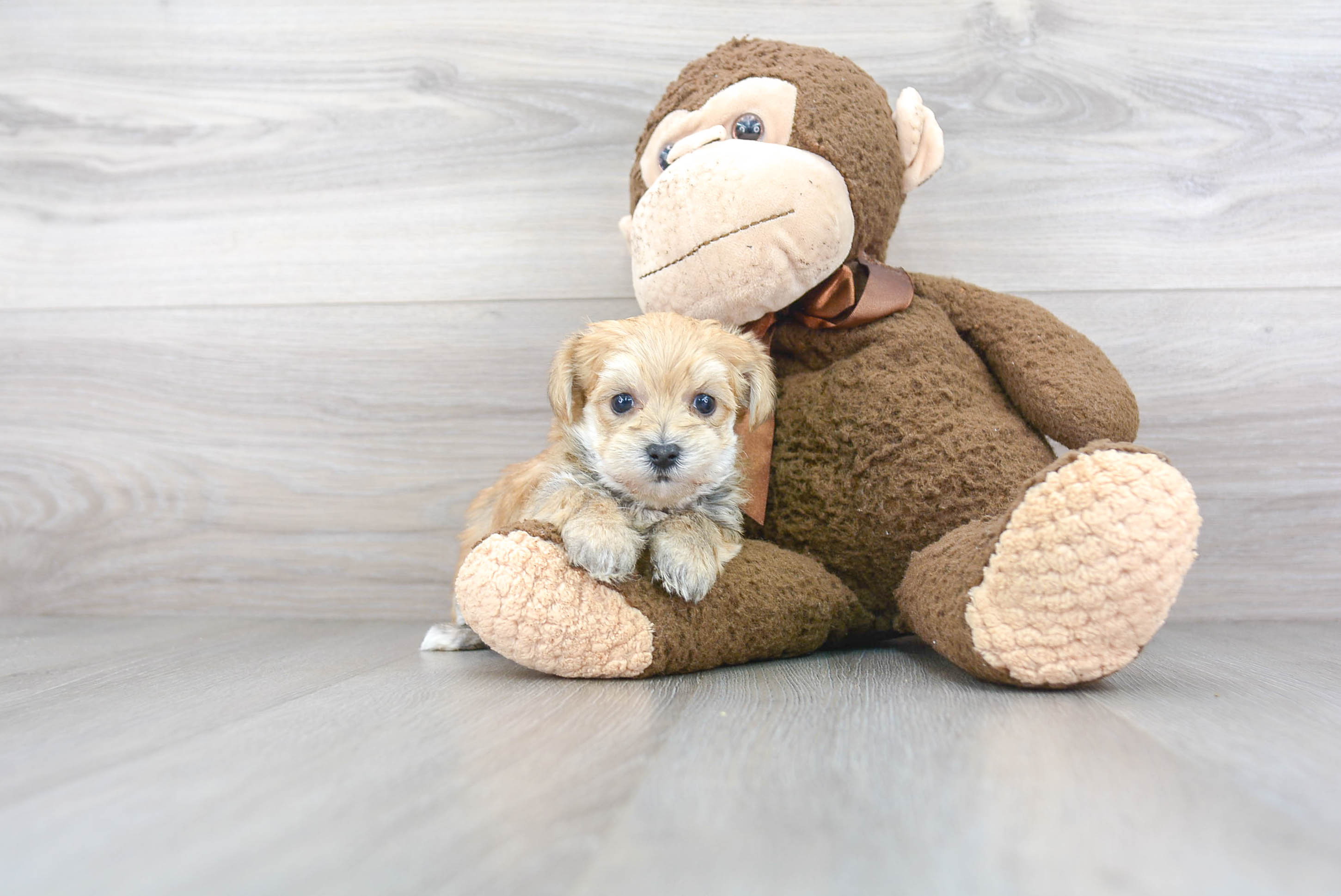 Morkie Pup Being Cute
