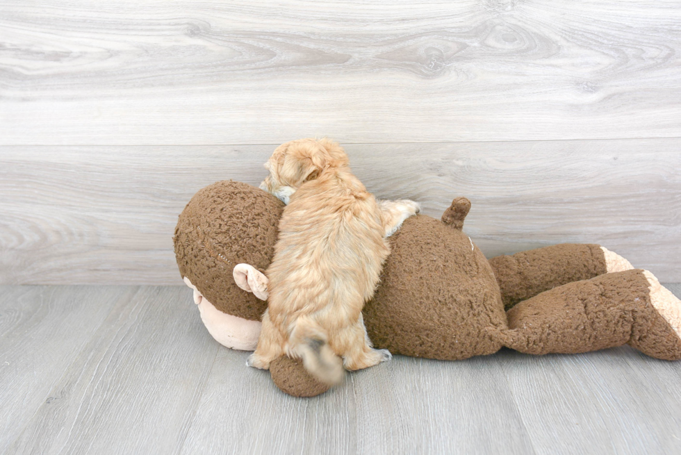 Hypoallergenic Yorkie Designer Puppy