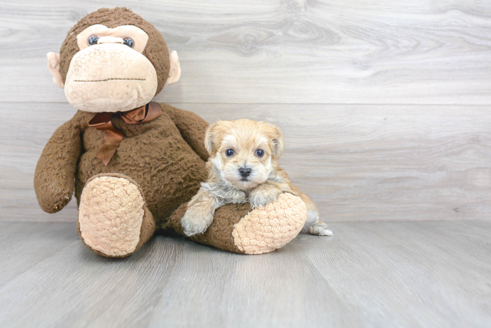 Fluffy Morkie Designer Pup