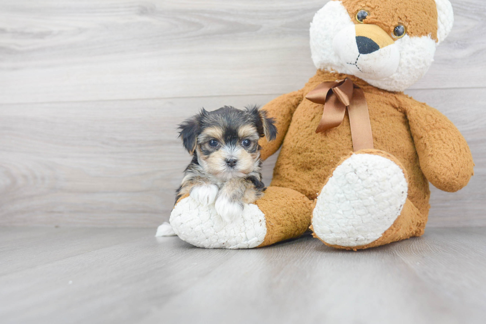 Friendly Morkie Baby
