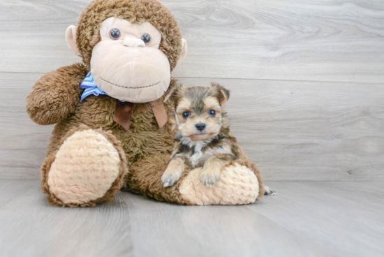 Morkie Puppy for Adoption