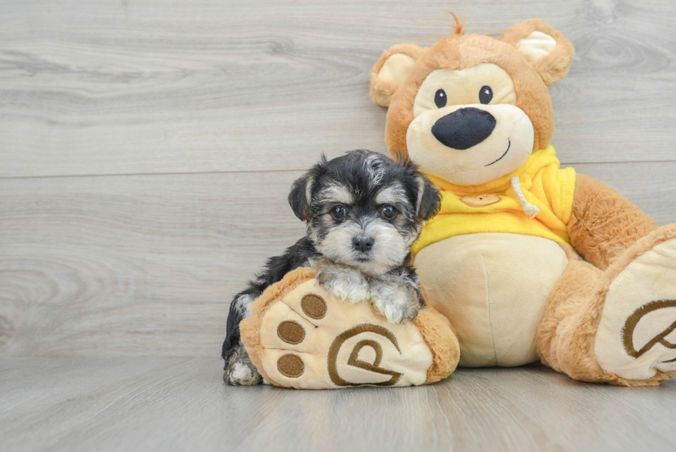 Petite Morkie Designer Pup