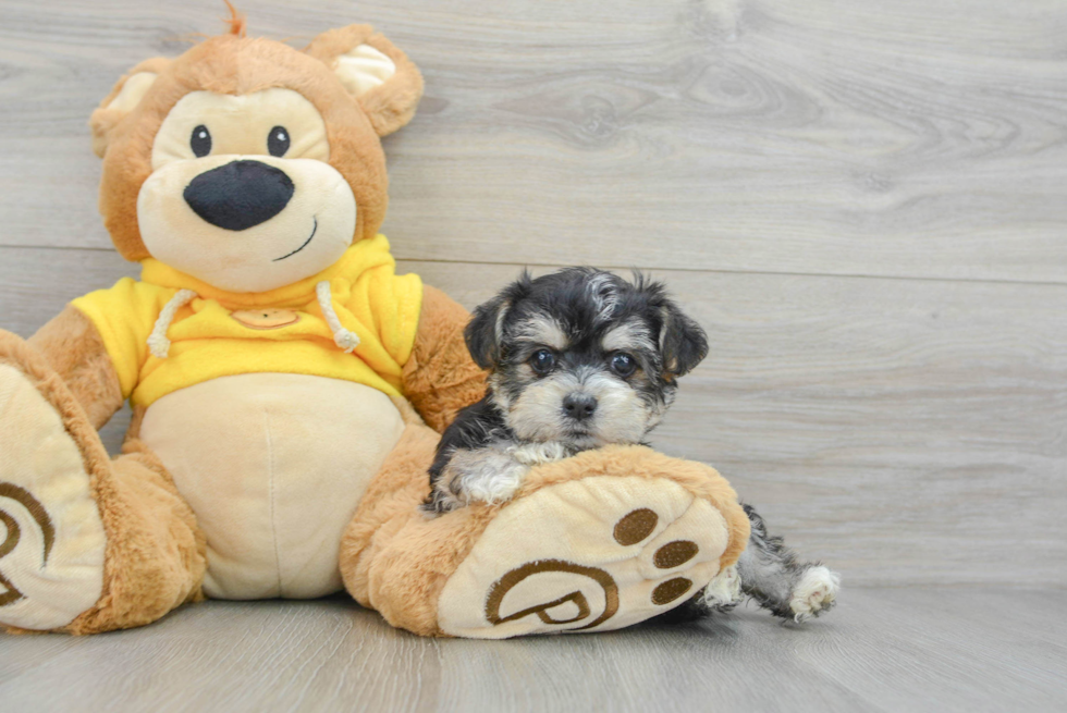 Morkie Puppy for Adoption