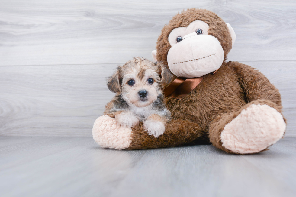 Morkie Puppy for Adoption