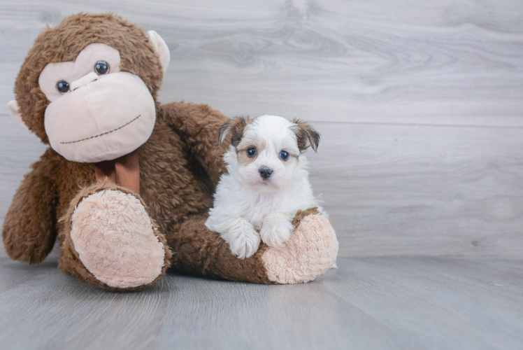 Morkie Pup Being Cute