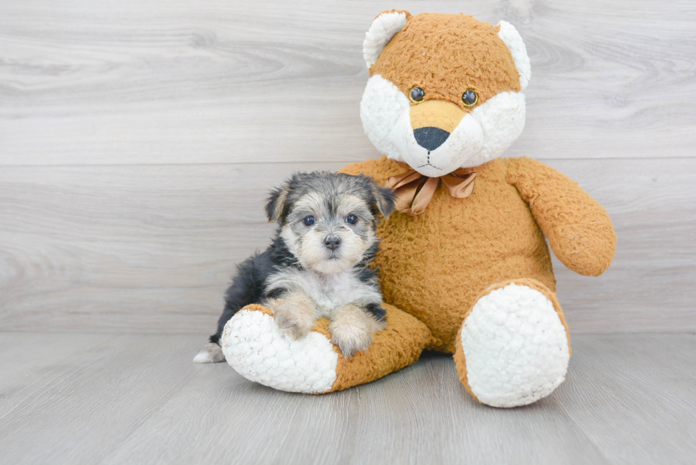 Morkie Pup Being Cute