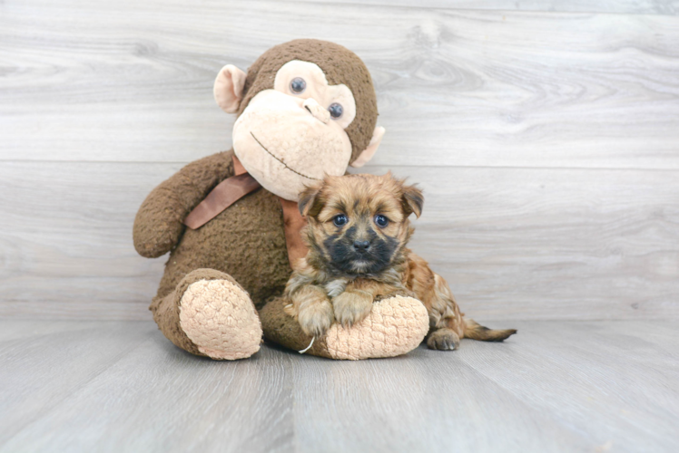 Playful Yorkie Designer Puppy