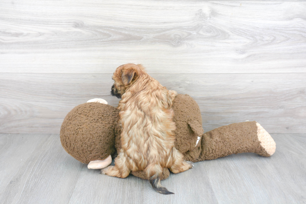 Little Yorkie Designer Puppy