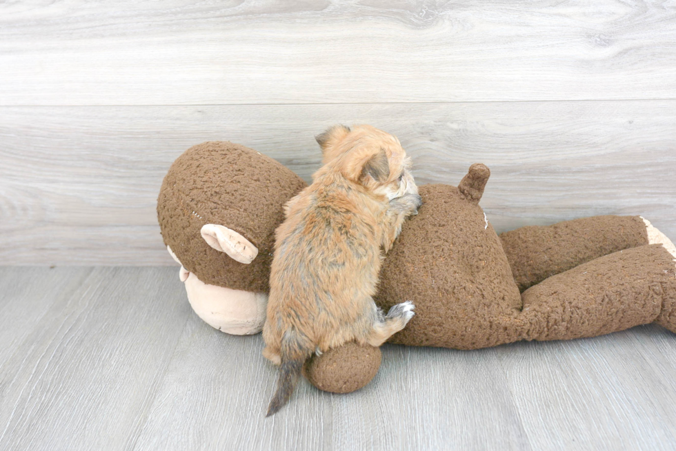 Small Morkie Baby