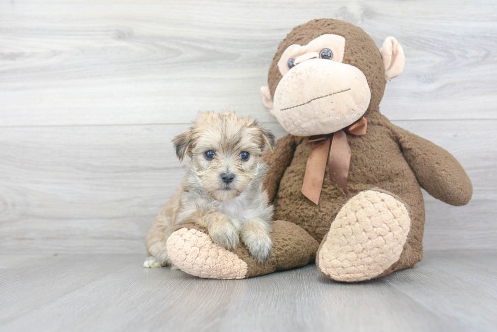 Best Morkie Baby