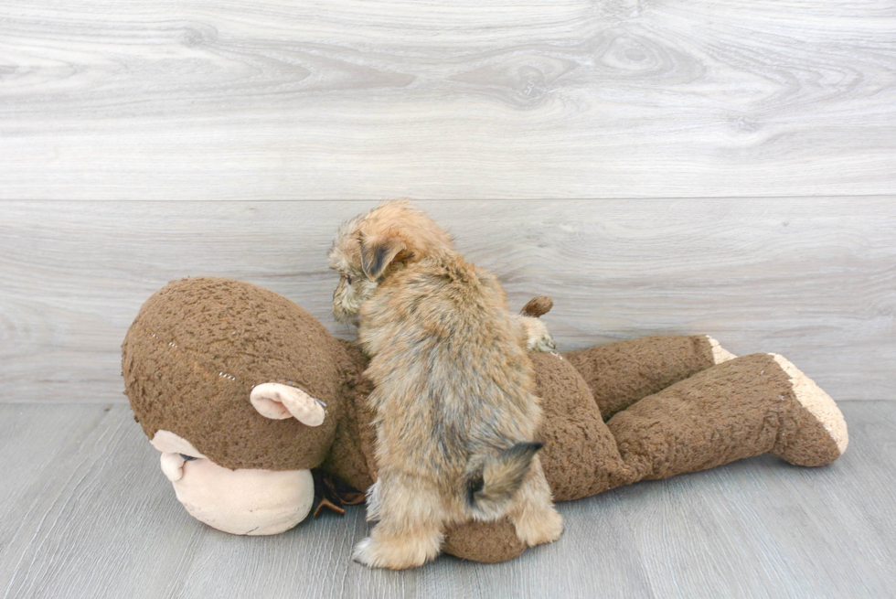 Morkie Puppy for Adoption